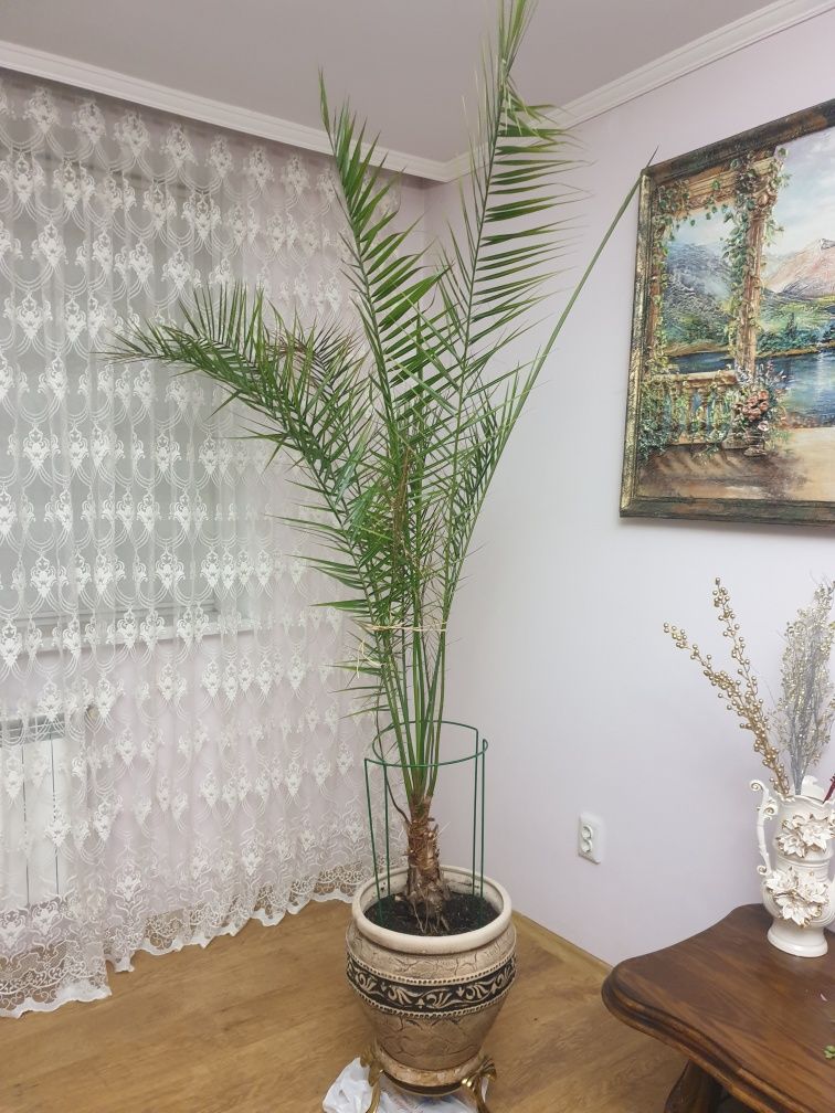 Для любителів прекрасних рослин пропуную чудову фінікову пальму,підхо