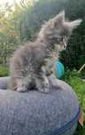 BETTY ... Kotka Maine Coon