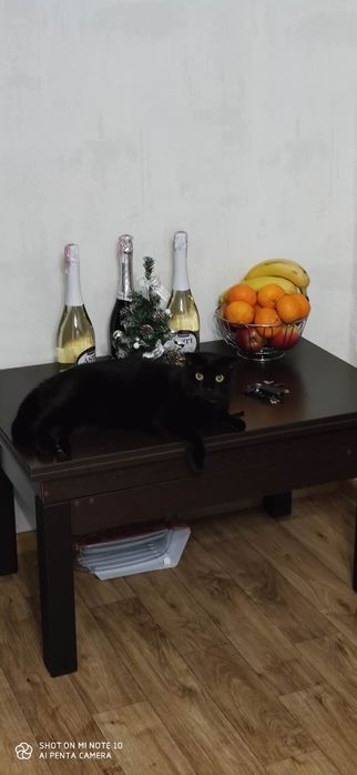 В'язка, вісловухий шотландець запрошує чарівну кішечку.