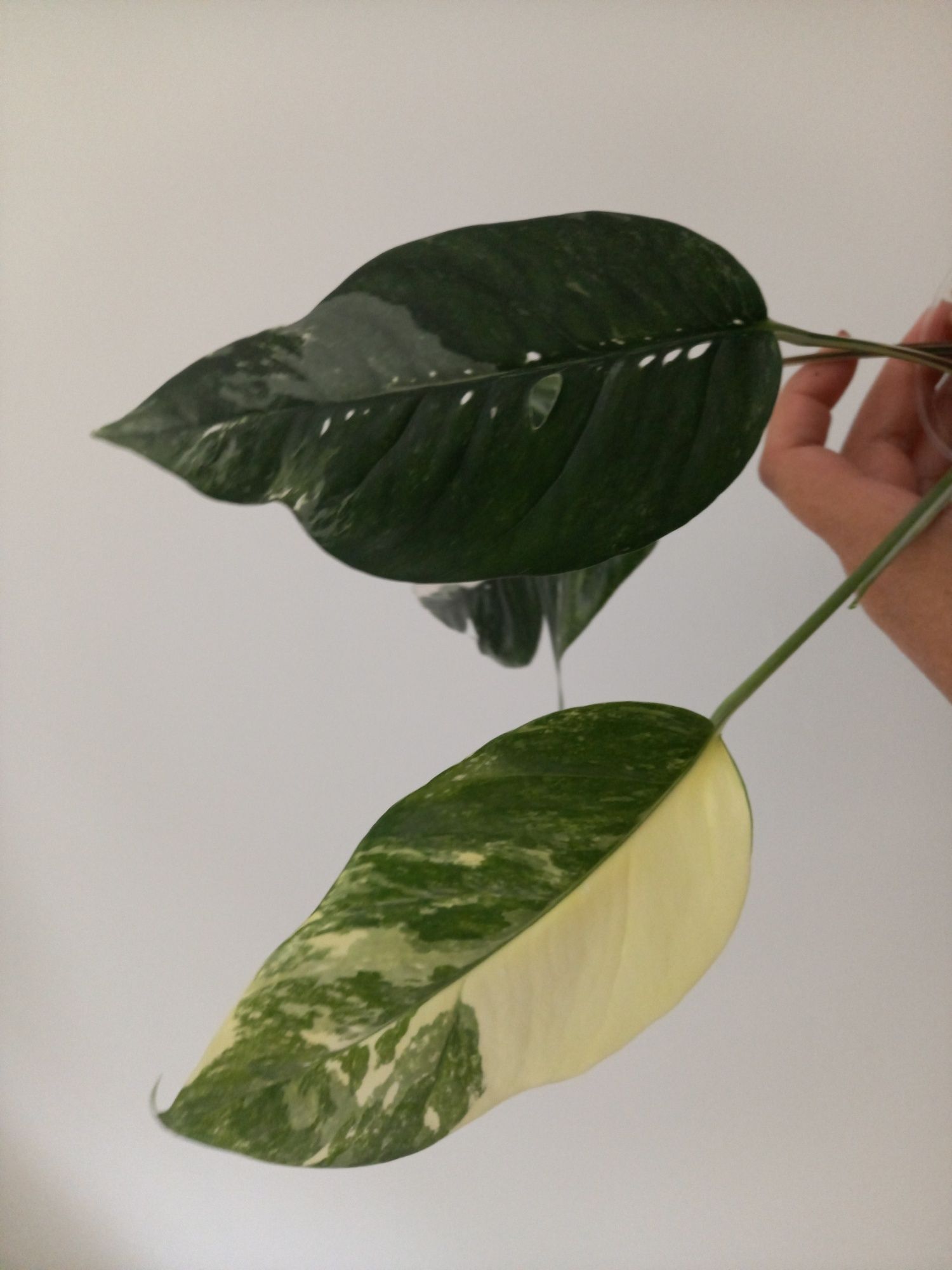 Epipremnum Pinnatum Variegata