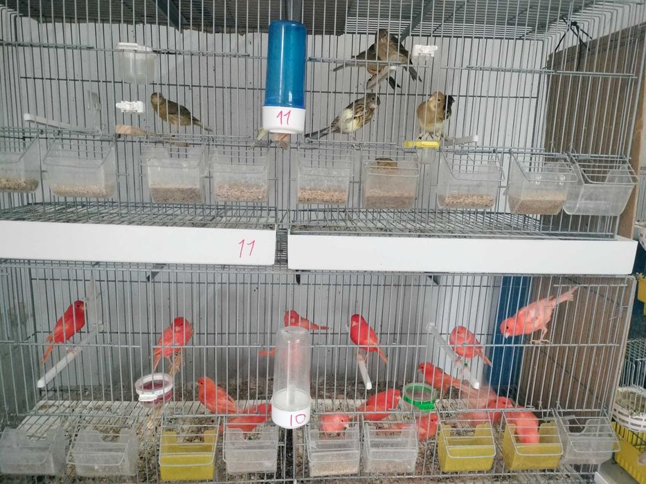 Canários várias raças