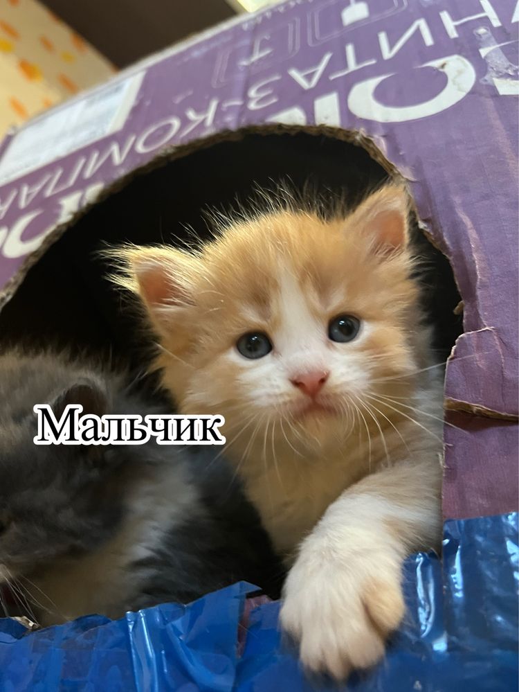 Отдам котят в добрые руки