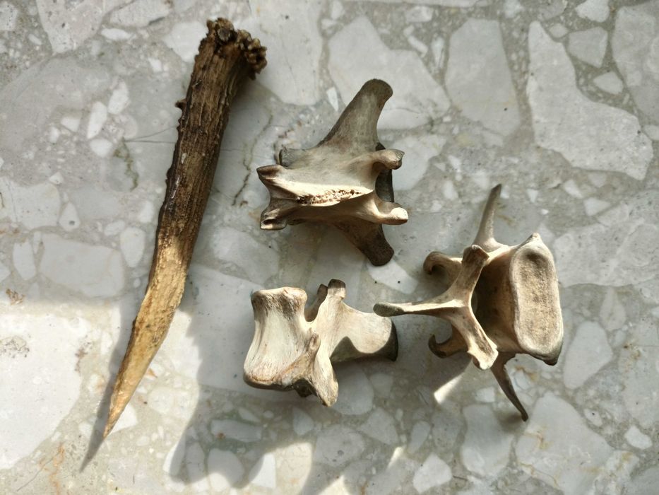 Kości poroże sarna zestaw czaszka