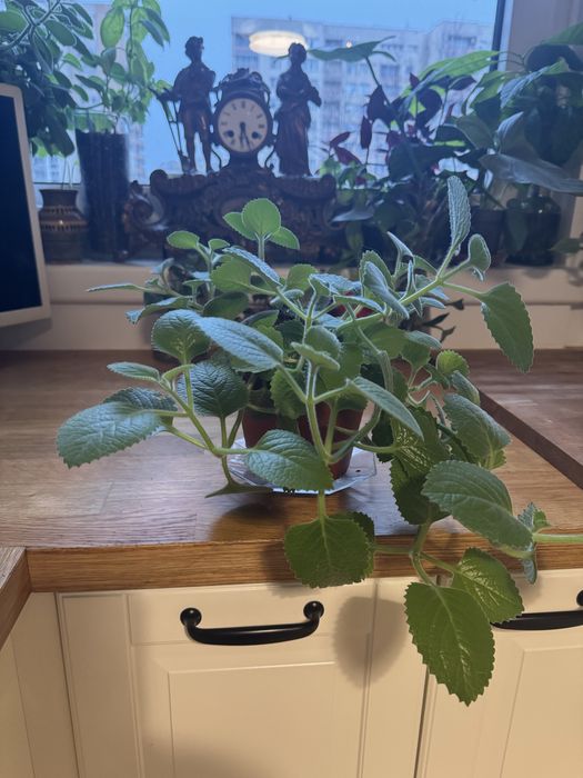 Mięta brazylijska/ oregano kubańskie