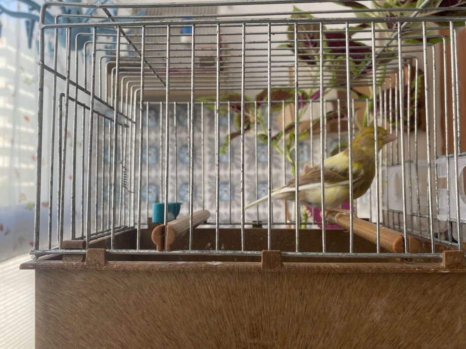 Canarios timbrados espanhol