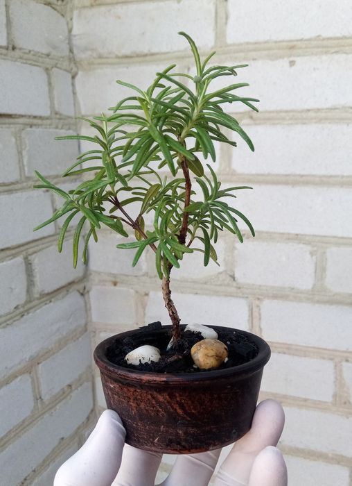 Розмарин кущ. Живий