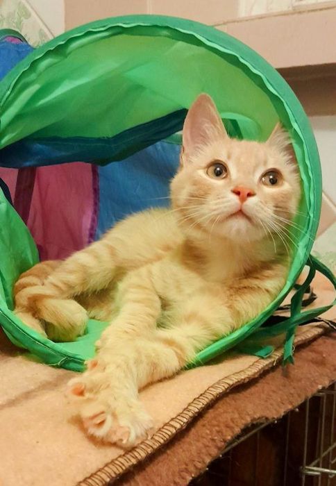 Котенок в добрые руки