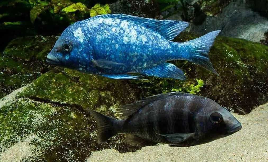 Placidochromis Phenochilus Tanzania, pyszczaki, malawi, wysyłka