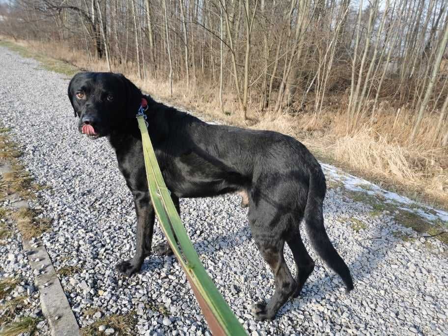 Astor czeka na dom...