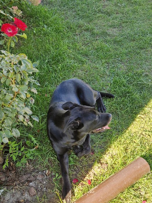 Suczka 6 miesiecy ojciec lablador