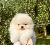 Pomeranian FCI /Piesek /Szpic miniaturowy/ ZKwP