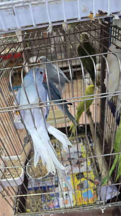 Ring neck Opalina Turquesa/CC, fêmeas, 2025

Aves anilhados e com cedê