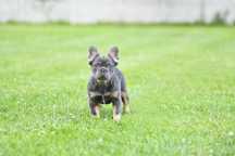 buldog francuski-suczka fluffy z isabella