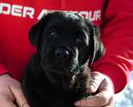 Labrador Retriever - czarny chłopiec ZKwP  O/ Sopot