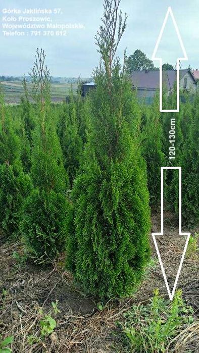 Tuja Szmaragd 120-130 CM