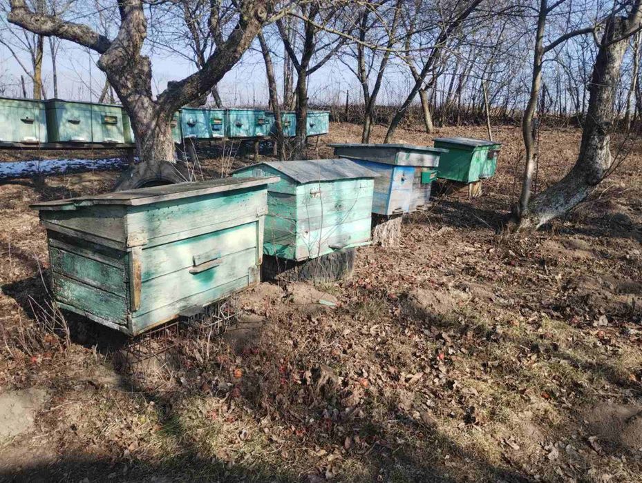 Продам вулики. Ціна договірна