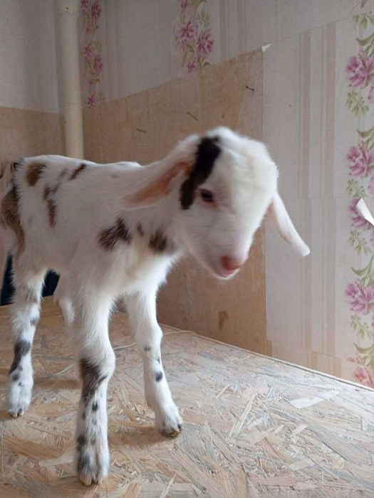 Козенята, дві дівчинки та три хлопчика. Нікополь, Дн-кої обл.