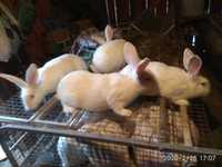 Продаються кролики, кролі породи Термондська біла.Термон.