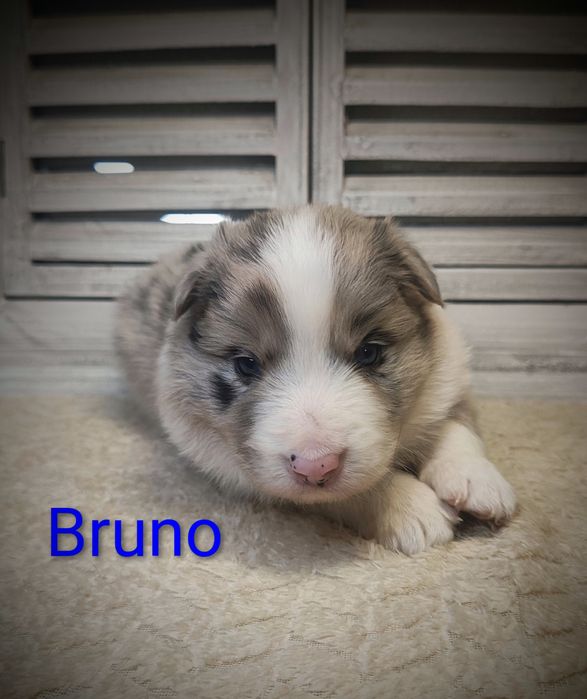 Border collie piesek Blue merle przebadani rodzice