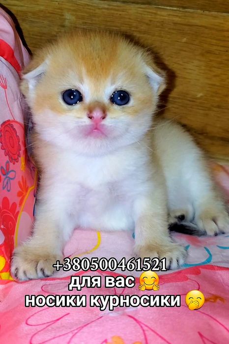 Котики золотая шиншилла, вислоухие и прямоухие