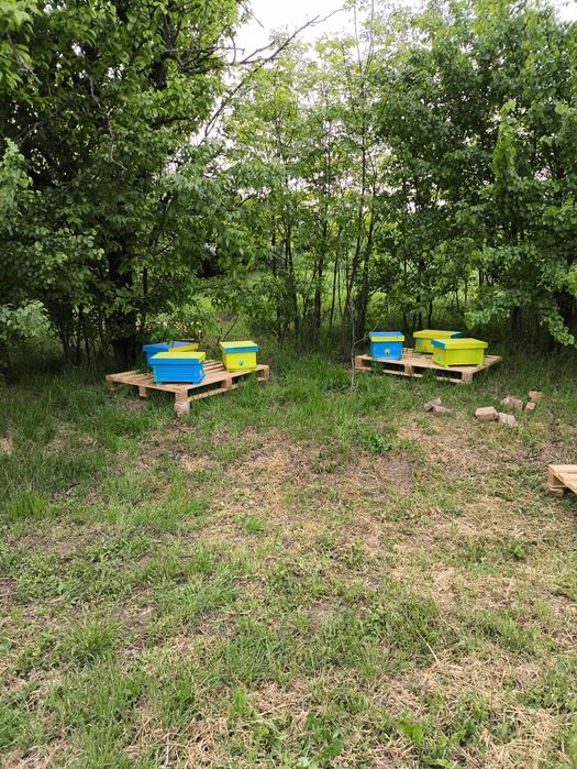 Бджоломатки БАКФАСТ F1 2025