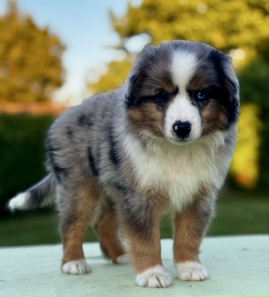 Amerykański owczarek miniaturowy- MAS - Mini Aussie- piesek FCI