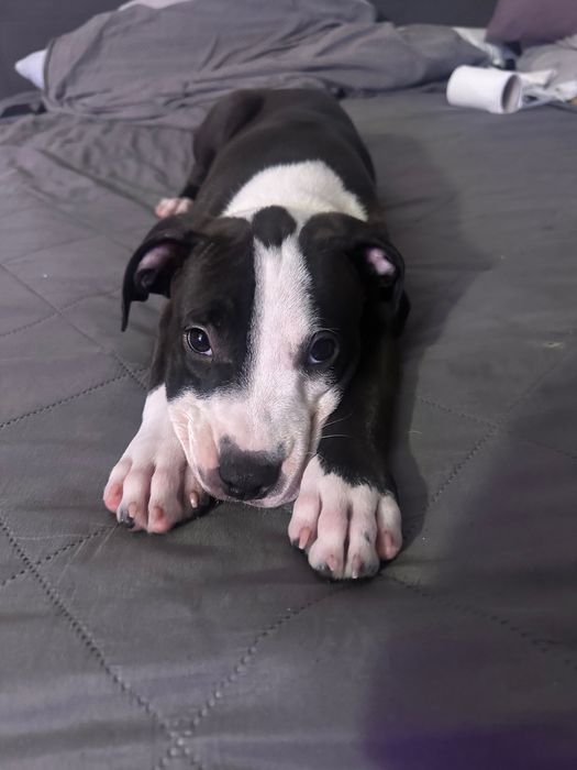 Пітбуль продам цуценя 4 місяців