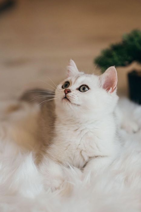 British shorthair