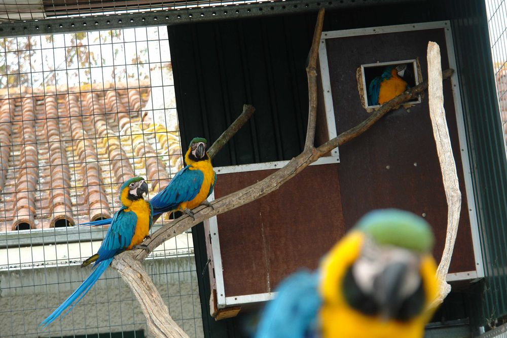 Ara Ararauna  azul e amarela