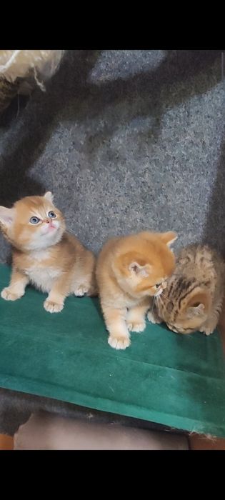 Золоті британчики