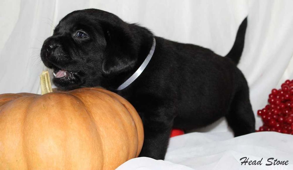 Лабрадор ретривер