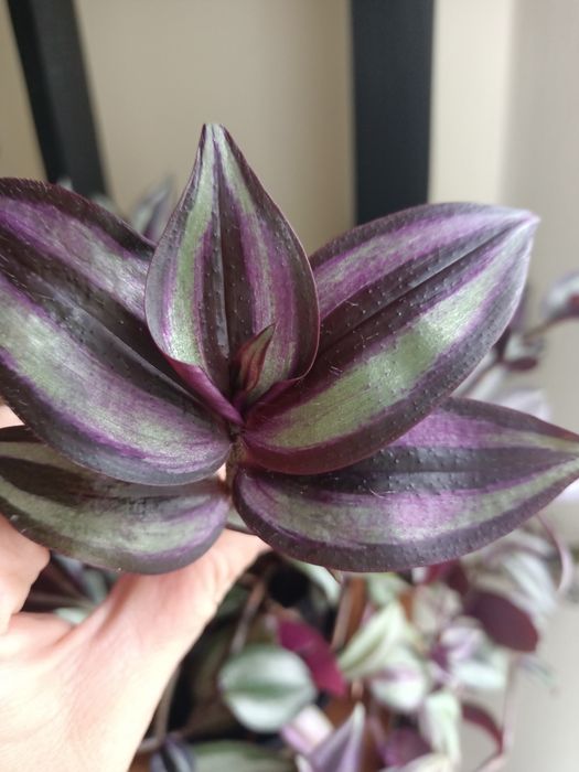 Trzykrotki zestaw 15 odmian Zebrina Silver Evanesce  Yellow  hill