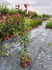 Photinias Red Robin