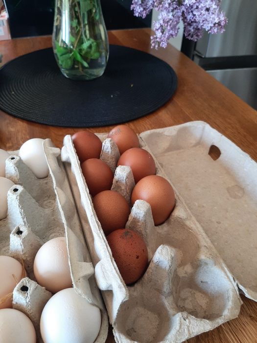 Jaja lęgowe Marans 20 szt