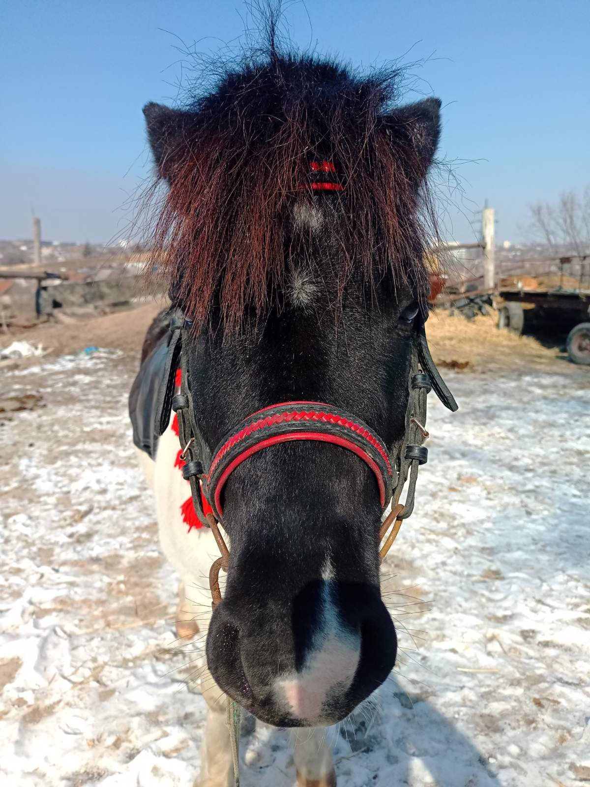 Продается шетлендский пони