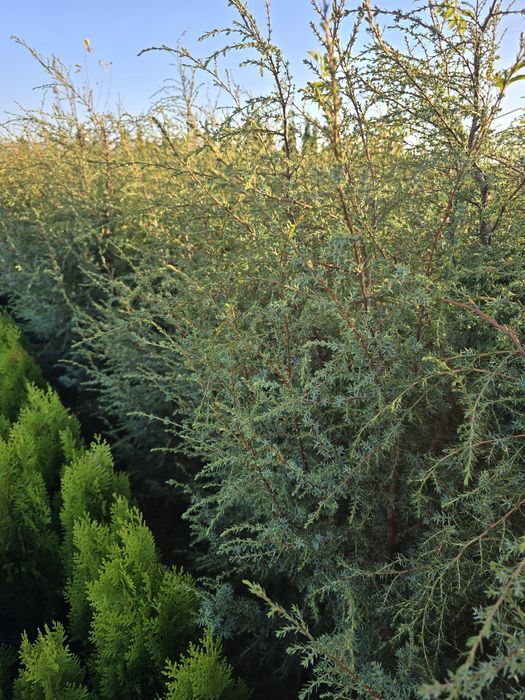 Jałowiec Hibernica 120-140 cm pospolity szybkorosnacy zywoplot