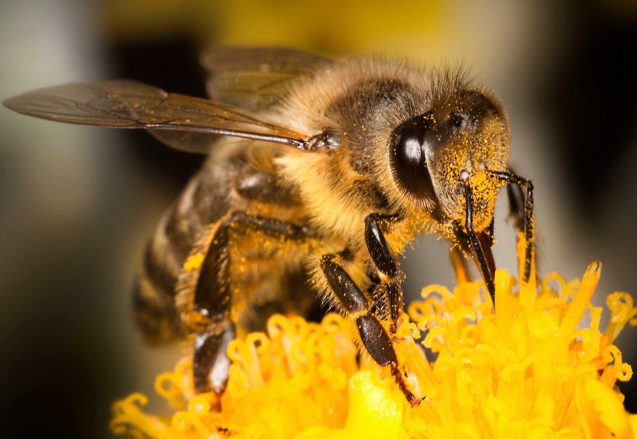 Пасіка, бджоли можливо з вуликом