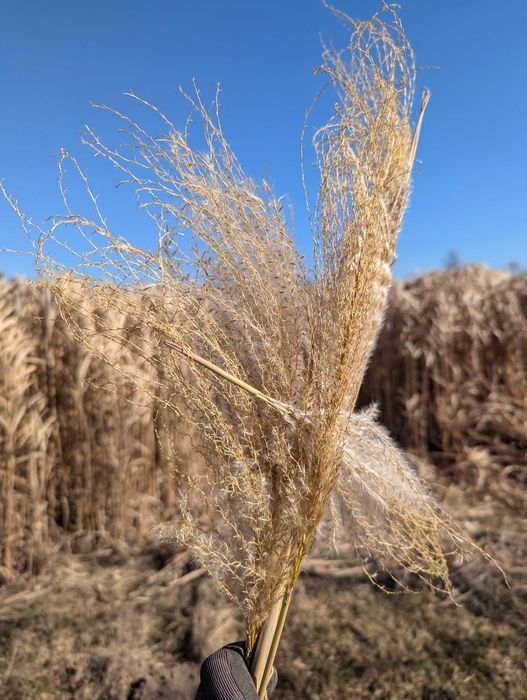 Największe Sadzonki Miskanta Olbrzymi Rhizomy Rizomy