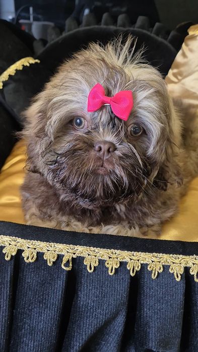 Shih tzu dziewczynka Roca gotowa