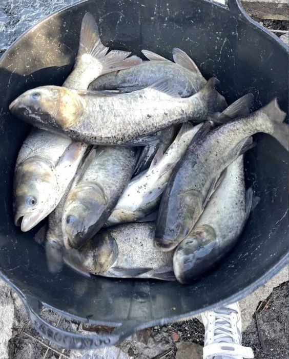 Продам живу рибу оптом і в роздріб мальок