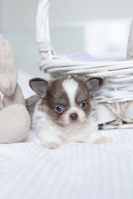 Xxxs chihuahua FCI chłopak