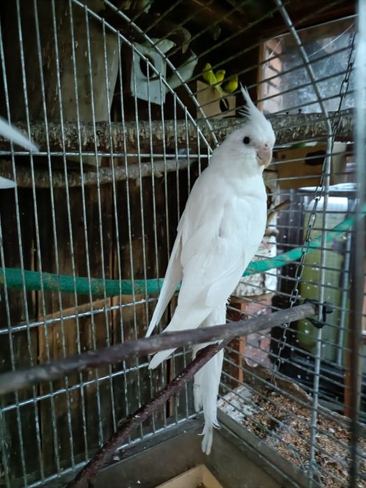 Papugi nimfy albinosy