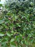 Aronia - świeża- z własnej uprawy, bez oprysków!