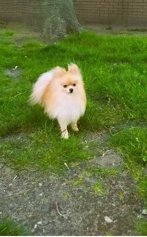 szpic miniaturowy pomeranian