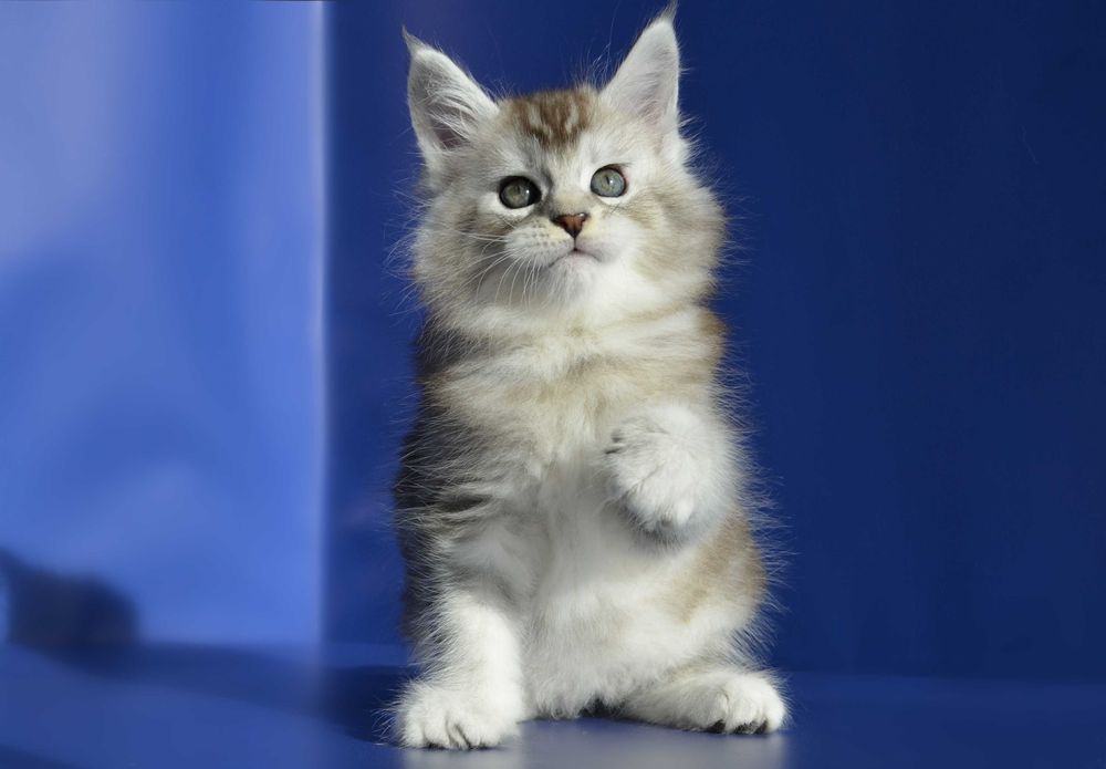 Мейн кун.Мальчик .