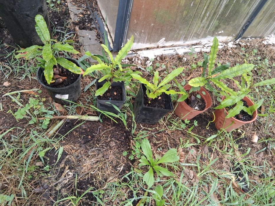 Macadamia planta vinda da madeira