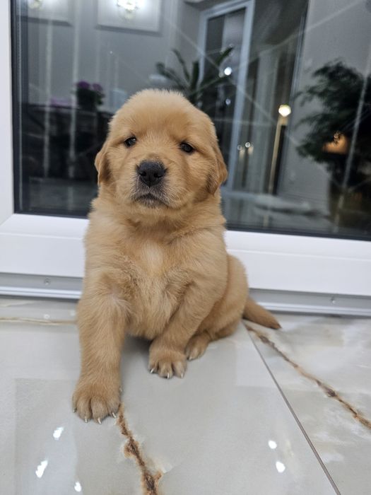 Szczenię Golden Retriever 100% linia Amerykańska  FCI ZKWP