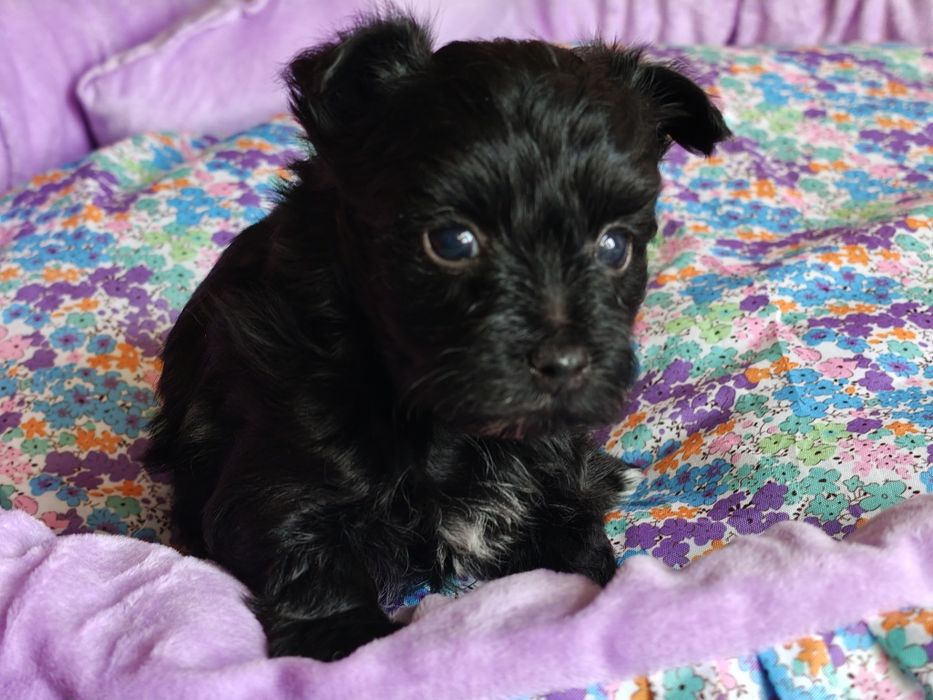 Czarny piesek Yorkshire terrier