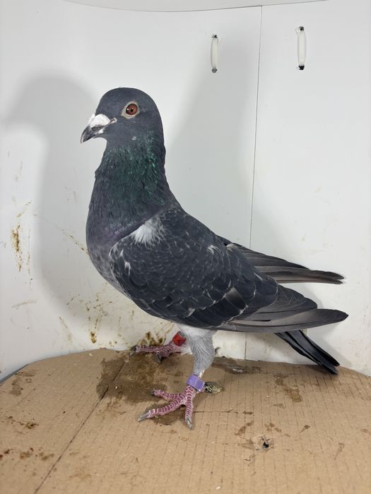 Gołębie pocztowe Vercammen Pasternak