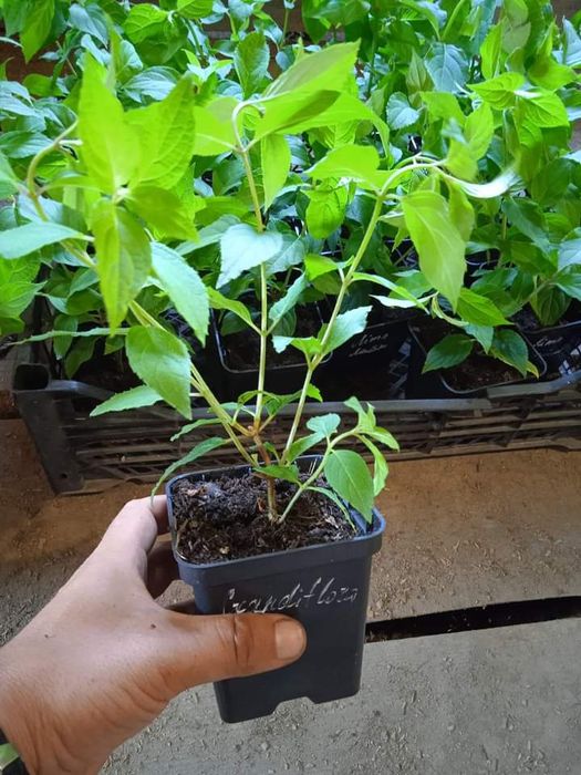 Саджанці плодових дерев, квітів та ягідних кущів